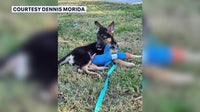 Florida couple says scammers used AI-generated picture of missing puppy while trying to steal $2K
