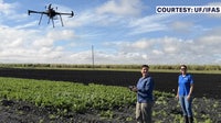 Florida looks to detect crop disease early with drones, AI as nation’s 3rd celery producer