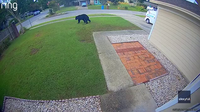 Florida man’s morning commute halted by bear wandering through his yard