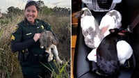 Polk County deputies rescue abandoned rabbits in Lakeland field