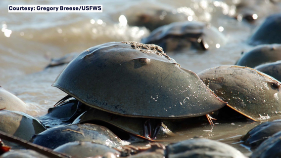 Lawsuit filed to protect horseshoe crabs under Endangered Species Act: ‘Can’t wait any longer’