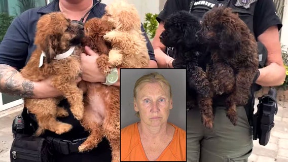 Florida woman arrested after 50 neglected dogs rescued during illegal breeding investigation: CCSO