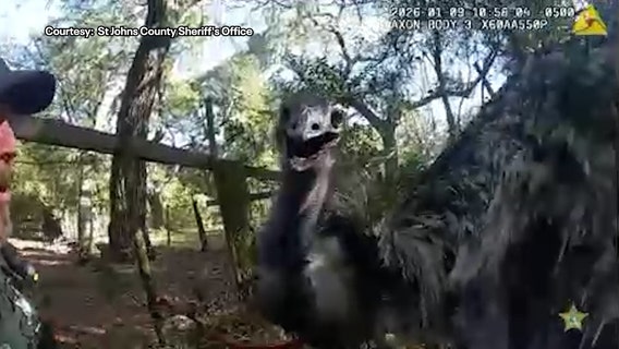 Florida deputy handcuffs runaway emu: 'This is definitely a new one'