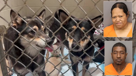 Suspects accused of dumping sick puppies in a Largo park illegally bred dogs: Police