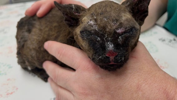 SPCA Florida gives specialized care to kittens burned in a house fire