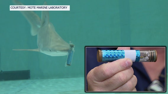 Mote Marine researchers study electronic pulse device aimed at deterring sharks from fishing lines