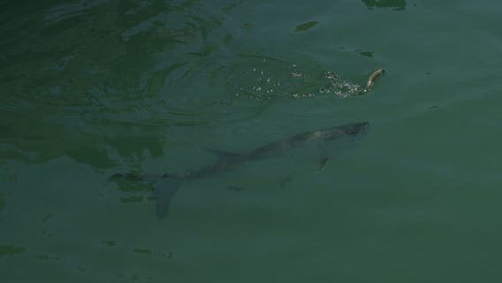 2nd Florida man arrested for breaking into Keys aquarium, killing tarpon in private lagoon