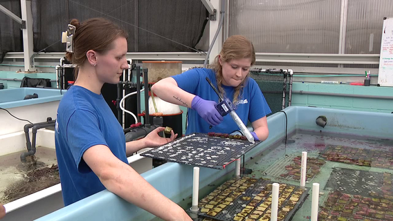Florida Aquarium sends 9,000 ‘coral babies’ that will be planted into Florida’s Coral Reef
