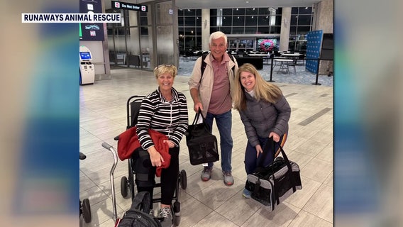 Kittens rescued in St. Thomas flown to Tampa Bay area due to severe pet overpopulation