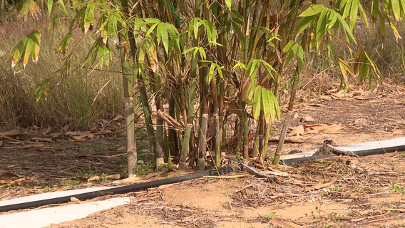 'A game changer': UF researchers studying bamboo as alternative crop for struggling citrus growers