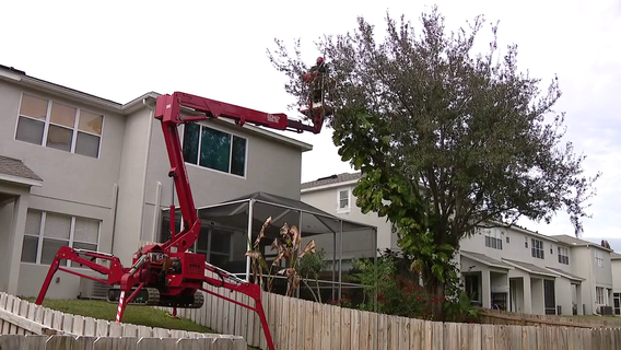 Pinellas County commissioner wants to remove tree removal permit requirement 