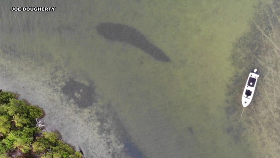 Proposed cruise port near Sunshine Skyway sparks environmental concerns in Manatee County