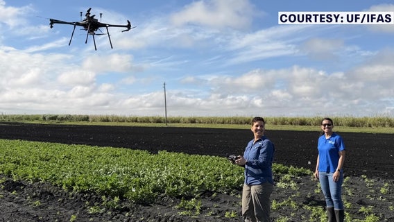 Florida looks to detect crop disease early with drones, AI as nation’s 3rd celery producer