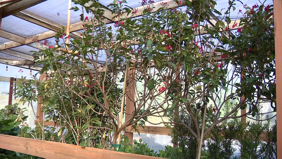 Tampa Bay cold weather: How to protect your plants as temperatures dip