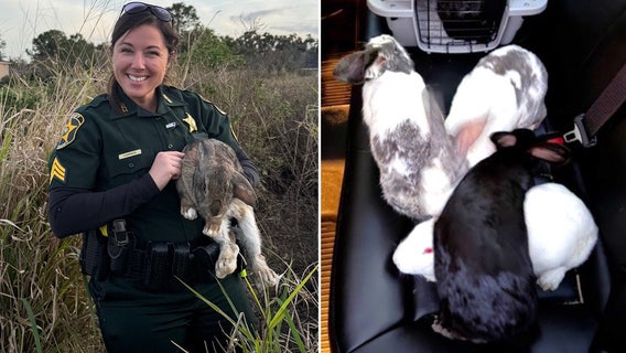 Polk County deputies rescue abandoned rabbits in Lakeland field