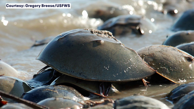 Lawsuit filed to protect horseshoe crabs under Endangered Species Act: ‘Can’t wait any longer’