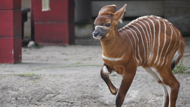 Critically endangered Eastern bongo calf born at ZooTampa, marking first birth of new year at zoo