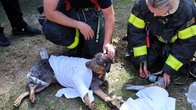 Tampa house fire leaves cat dead, 5 other pets rescued: HCFR