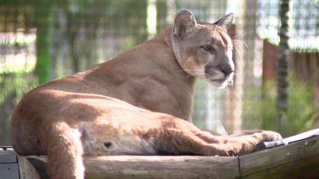 Conservation groups launch lawsuit to protect Florida Panther habitat from 10,000-acre development