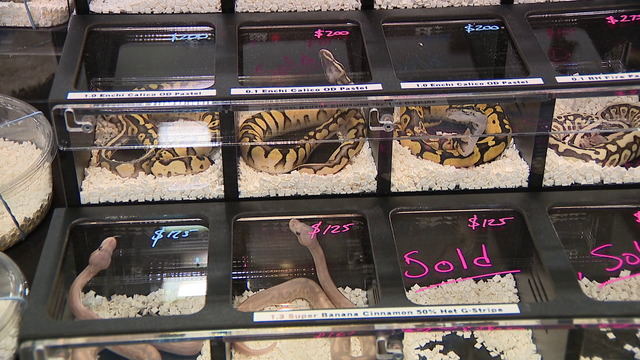 Repticon brings exotic animals and education to Lakeland