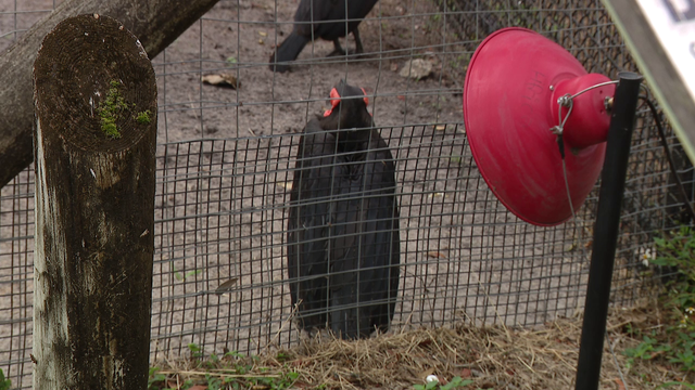 ZooTampa prepares animals for cold snap with heat lamps and warm shelters