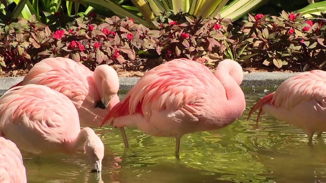Sunken Gardens prepares flamingos, plants for cold temperatures