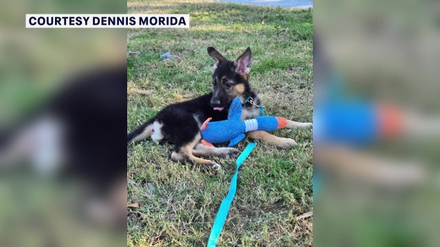 Florida couple says scammers used AI-generated picture of missing puppy while trying to steal $2K