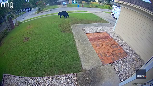 Florida man’s morning commute halted by bear wandering through his yard