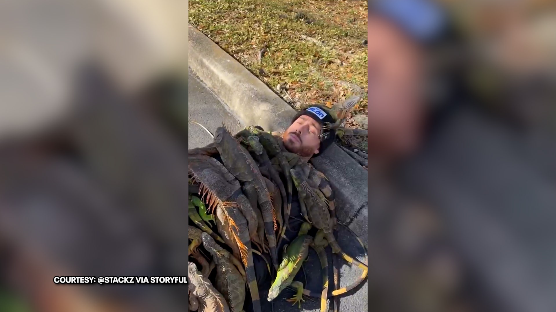 Watch: Florida man gathers ‘blanket’ of frozen iguanas during cold snap