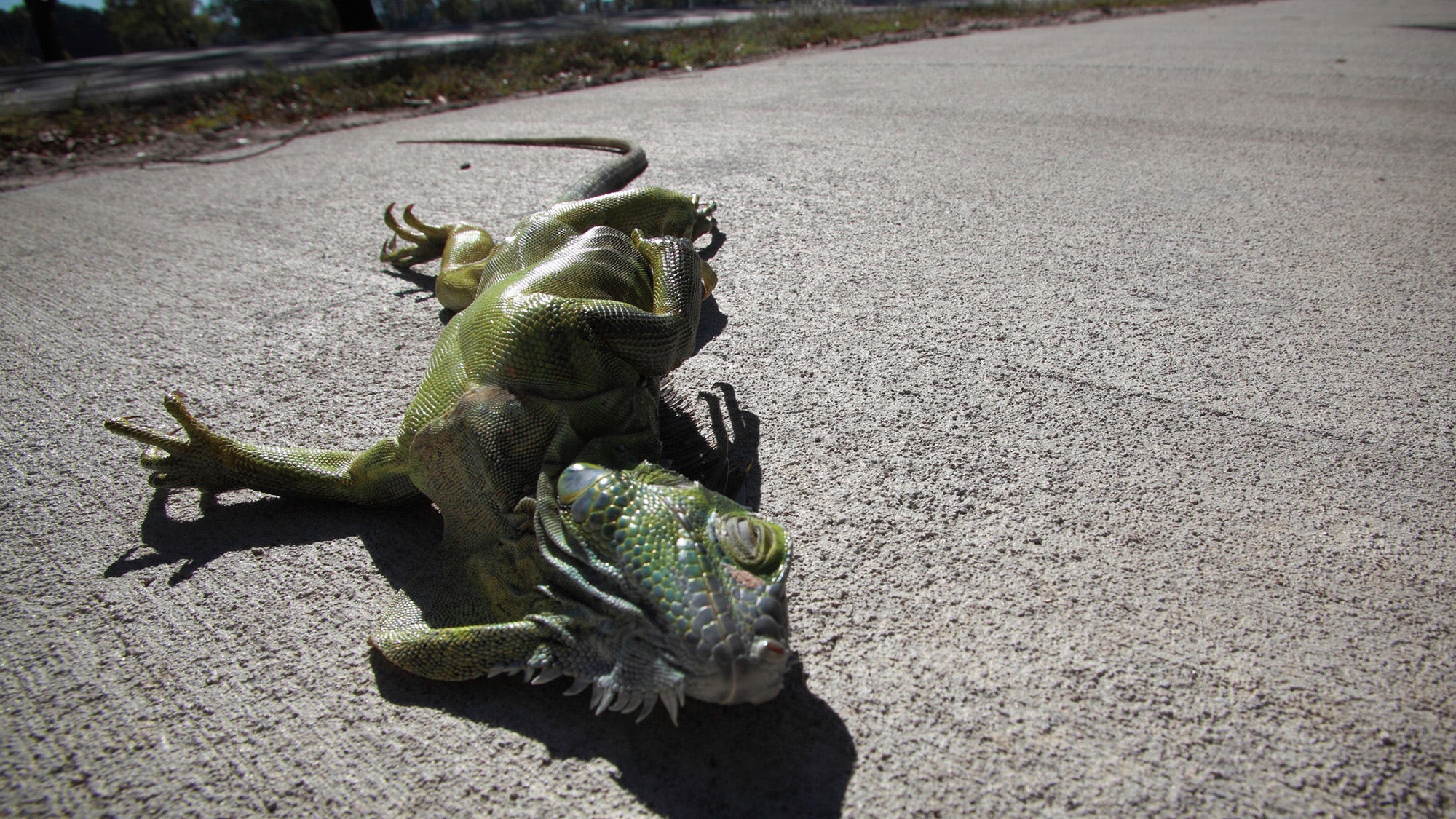 State's rare freeze gives residents and visitors green light to collect stunned invasive iguanas