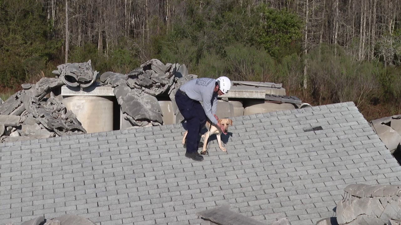 Pasco County fire inspector trains search and rescue dog to join 'Task Force Four'