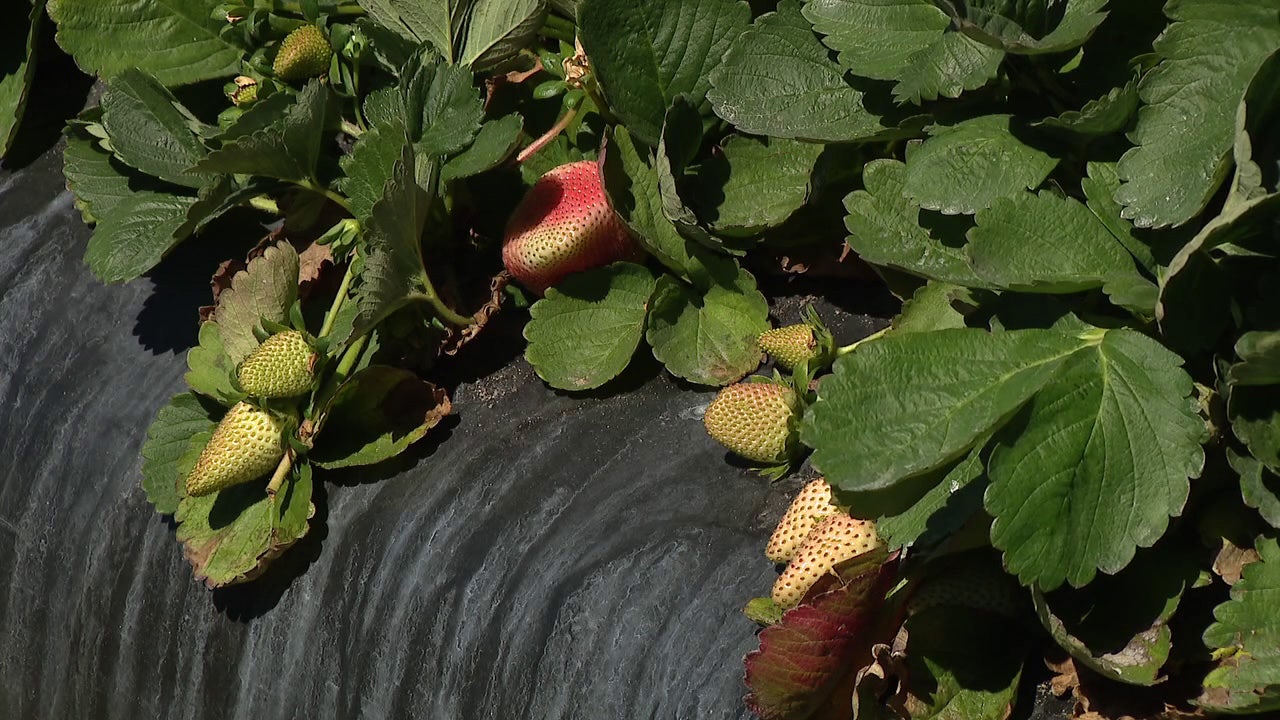 Florida farmers bracing for latest cold snap after they saw $3 billion in losses due to January frost