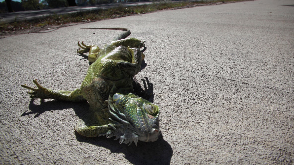 State's rare freeze gives residents and visitors green light to collect stunned invasive iguanas