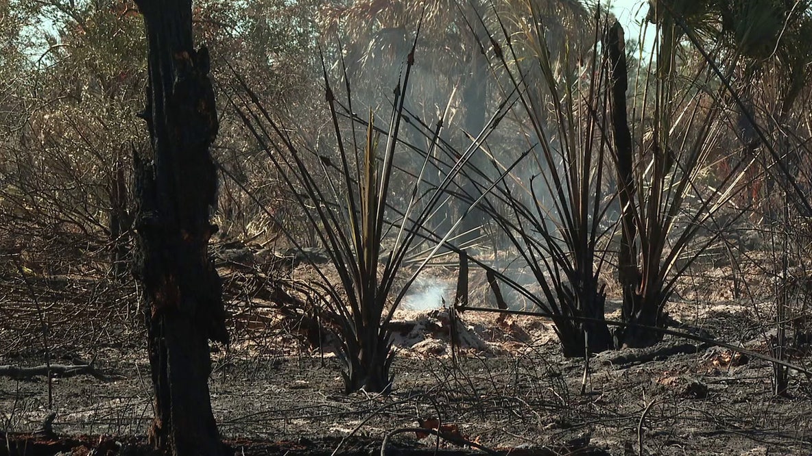 60-acre North Port brush fire sparks concerns of potentially ‘severe’ wildfire season, burn ban still in place