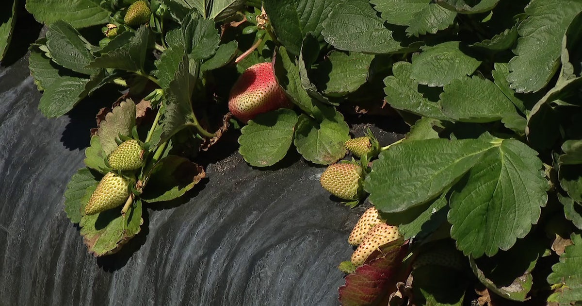 Florida farmers bracing for latest cold snap after they saw $3 billion in losses due to January frost