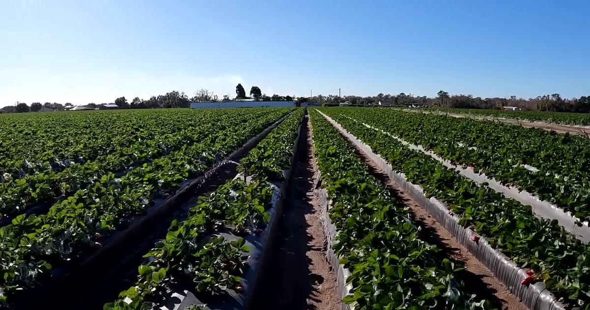 Cold nights, high stakes: Dover strawberry farmers fight to save crops