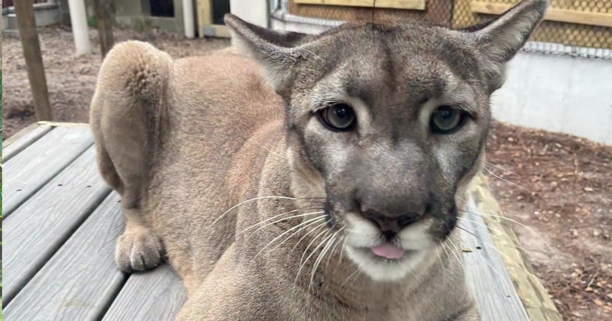 ZooTampa mourns the death of beloved Florida panther, Lucy, after battle with cancer