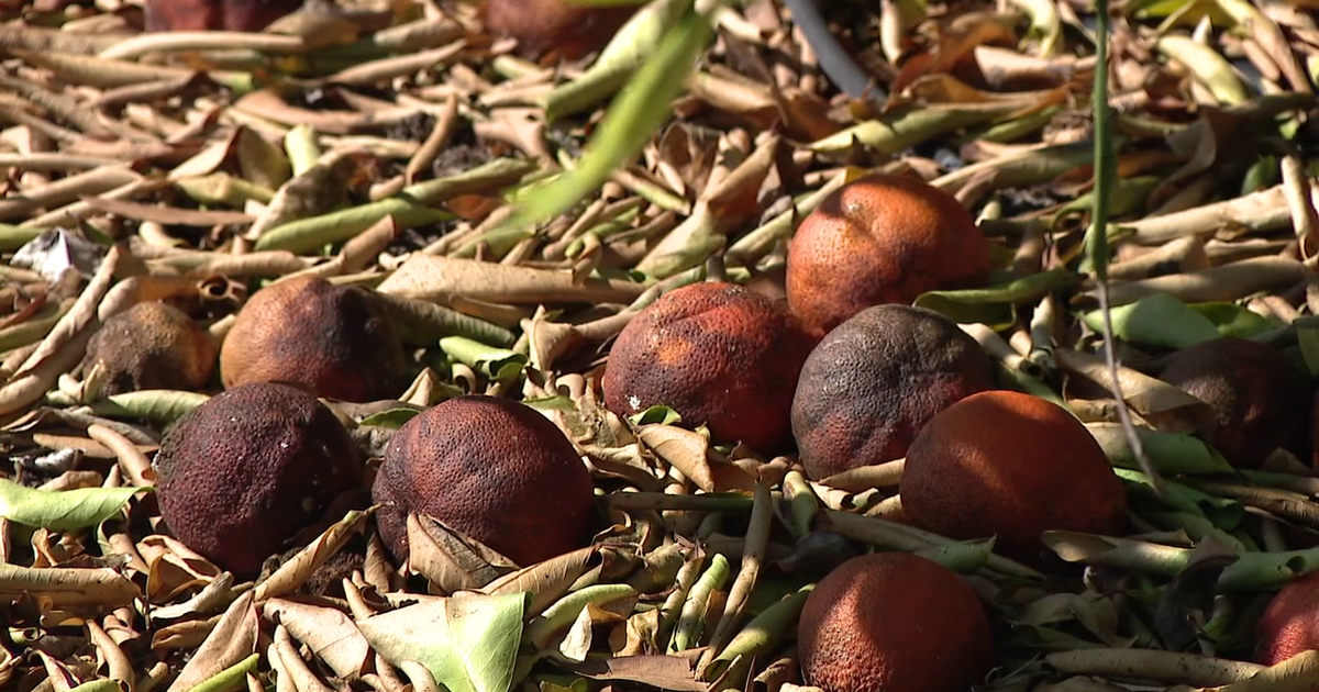 Florida citrus growers fear another freeze after statewide crop losses