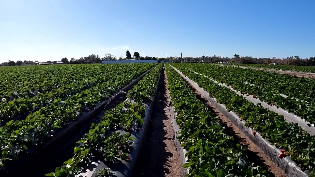 Cold nights, high stakes: Dover strawberry farmers fight to save