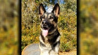 Retired K9, who served Winter Haven PD for seven years, passes away