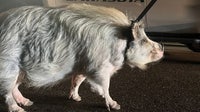 100-pound pot-bellied pig found roaming in downtown Sarasota: police