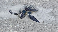 Cold-stunned turtle rescued from Treasure Island after seeking shelter in the sand