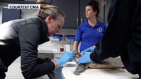 More than 500 cold-stunned sea turtles rescued in Florida as temperatures dropped across state