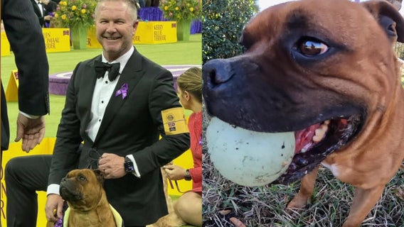 Lutz dog wins Best of Breed at Westminster