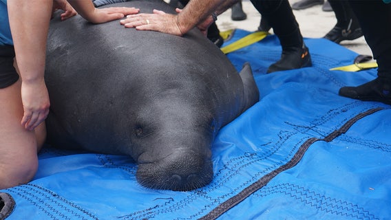 ZooTampa's Manatee Critical Care Center nominated for 'Best Zoo Exhibit' by USA TODAY — here's how to vote