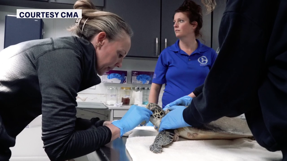More than 500 cold-stunned sea turtles rescued in Florida as temperatures dropped across state