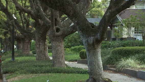 Tampa’s tree canopy matches 20-year low after 2024 hurricanes: Here's how it impacts your energy bill