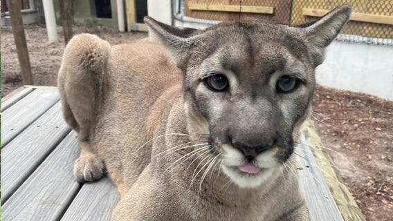 ZooTampa mourns the death of beloved Florida panther, Lucy, after battle with cancer