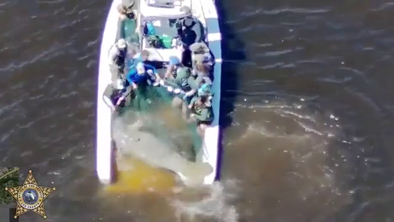 Video: Injured Florida manatee rescued by authorities, receiving medical care at ZooTampa