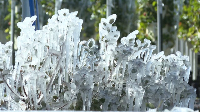 Manatee County berry farmer protects crop from freezing temperatures: 'Toughest two nights'